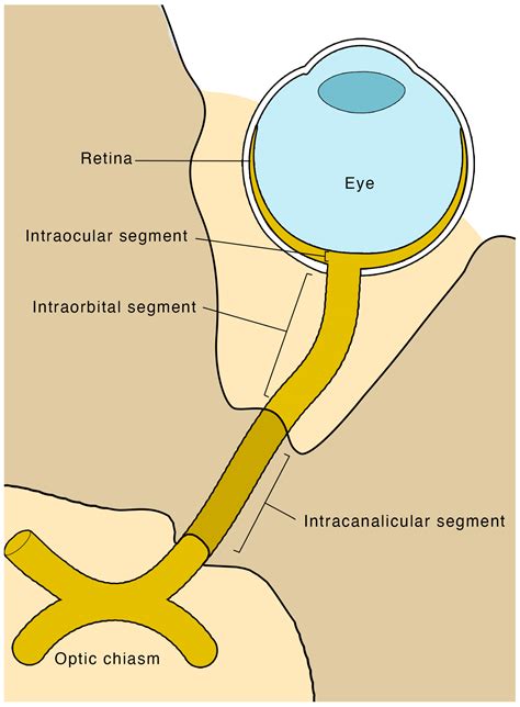 nervus opticus|Optic Nerve: What It Is, Function, Anatomy & Conditions